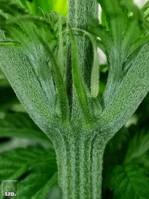Sticky Broccoli ,Zamnesia.. Week 7 - 12d