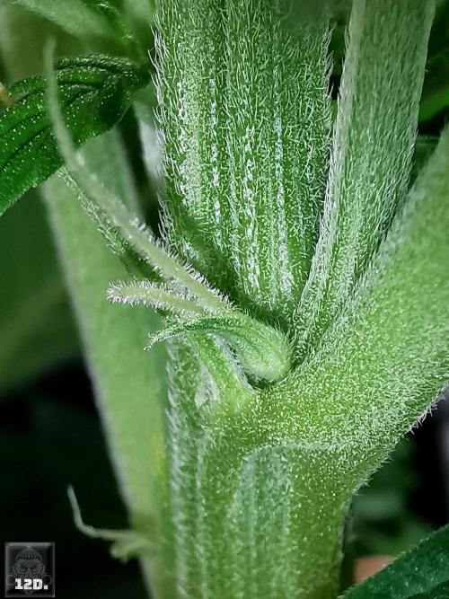 Sticky Broccoli ,Zamnesia.. Week 7 - 12d