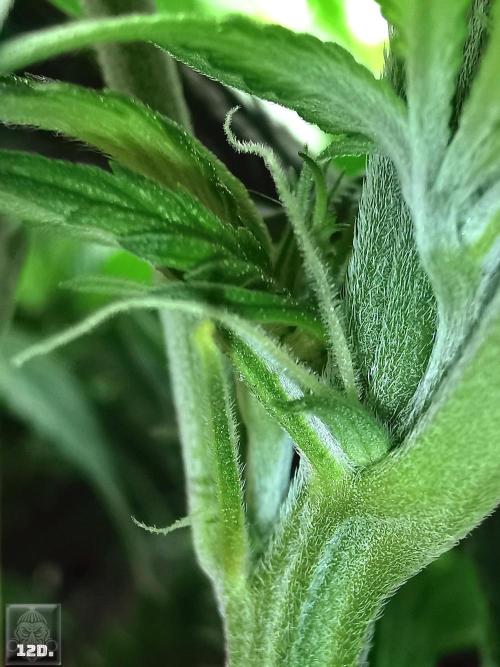 Sticky Broccoli ,Zamnesia.. Week 7 - 12d