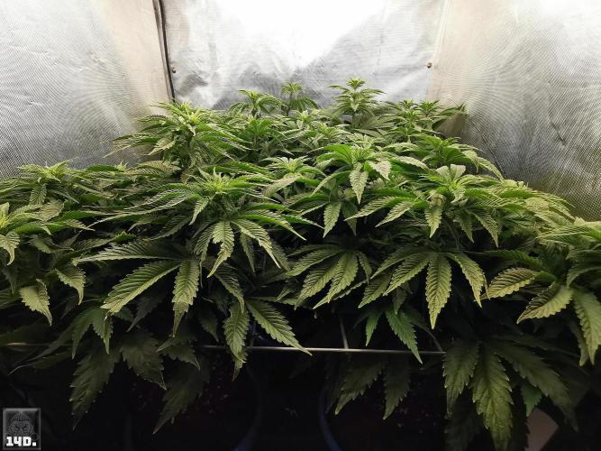 Sticky Broccoli ,Zamnesia.. Week 7 - 14d