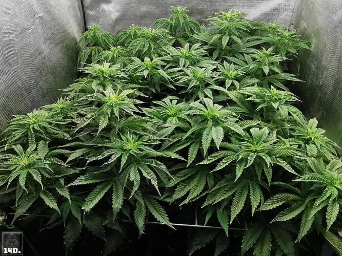 Sticky Broccoli ,Zamnesia.. Week 7 - 14d