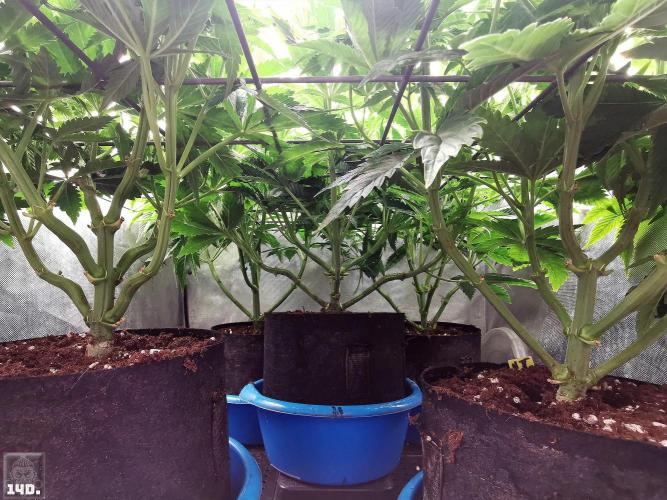 Sticky Broccoli ,Zamnesia.. Week 7 - 14d