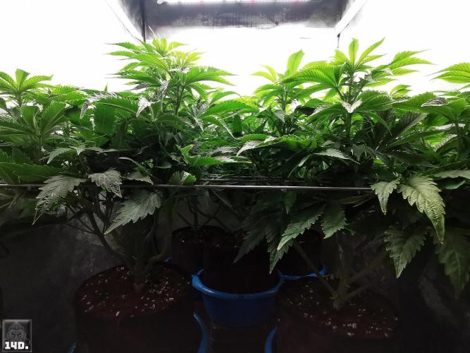 Sticky Broccoli ,Zamnesia.. Week 7 - 14d