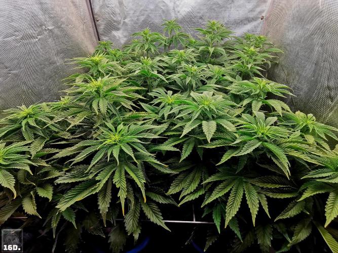 Sticky Broccoli ,Zamnesia.. Week 8 - 16D