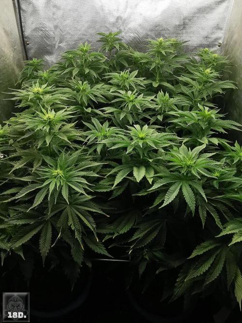 Sticky Broccoli ,Zamnesia.. Week 8 - 18D