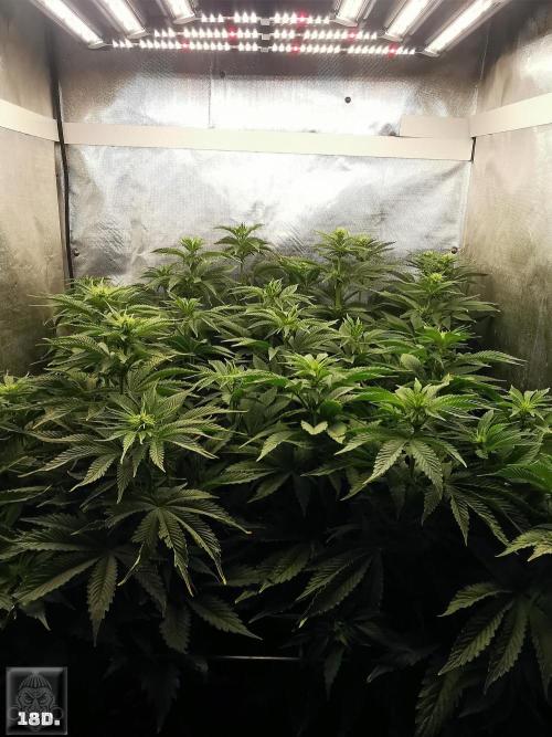 Sticky Broccoli ,Zamnesia.. Week 8 - 18D