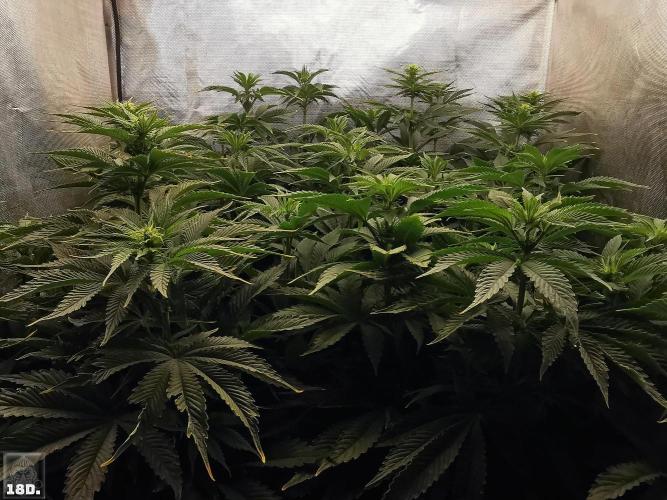 Sticky Broccoli ,Zamnesia.. Week 8 - 18D