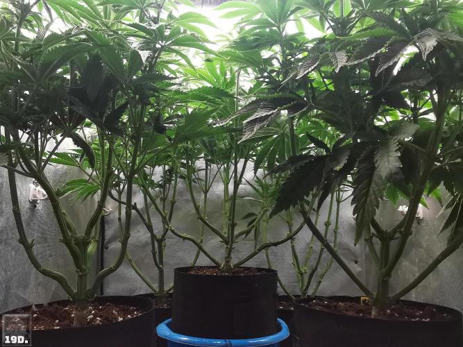 Sticky Broccoli ,Zamnesia.. Week 8 - 19d