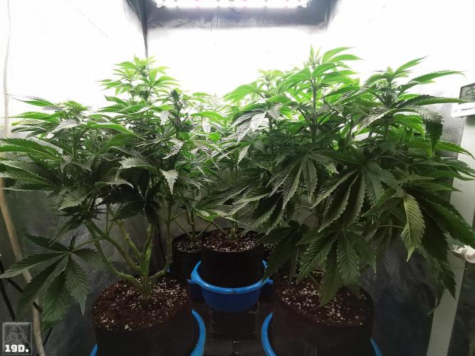 Sticky Broccoli ,Zamnesia.. Week 8 - 19d