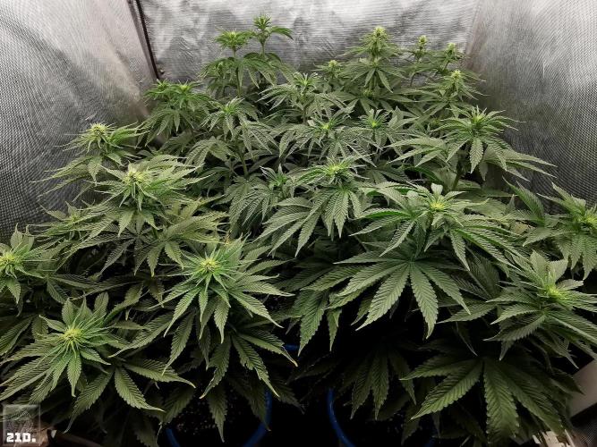 Sticky Broccoli ,Zamnesia.. Week 8 - 21D