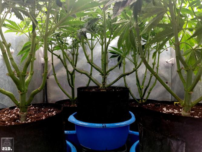 Sticky Broccoli ,Zamnesia.. Week 8 - 21D