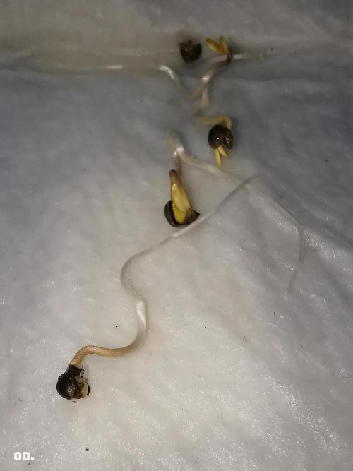 AUTO MilkyWay ROYALQUEENS. Week 0