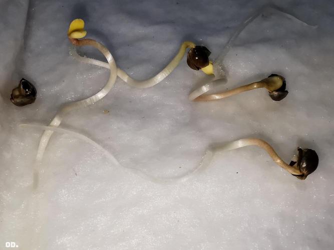 AUTO MilkyWay ROYALQUEENS. Week 0