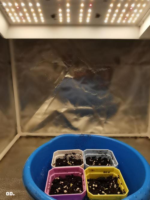 AUTO MilkyWay ROYALQUEENS. Week 0