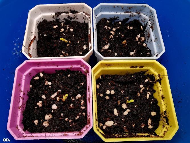AUTO MilkyWay ROYALQUEENS. Week 0