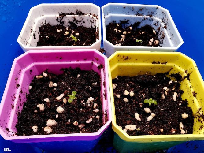 AUTO MilkyWay ROYALQUEENS. Week 1 - 1D