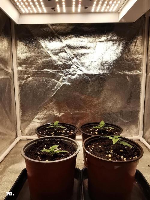 AUTO MilkyWay ROYALQUEENS. Week 1 - 7D