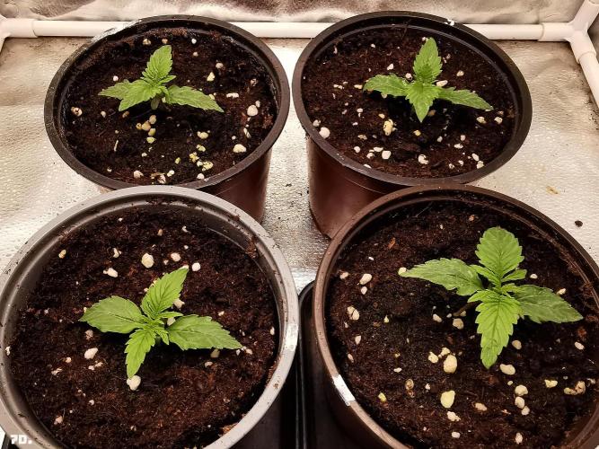 AUTO MilkyWay ROYALQUEENS. Week 1 - 7D