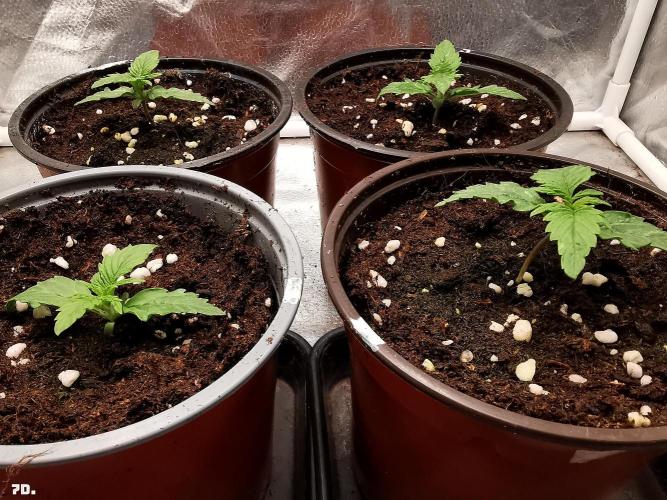AUTO MilkyWay ROYALQUEENS. Week 1 - 7D