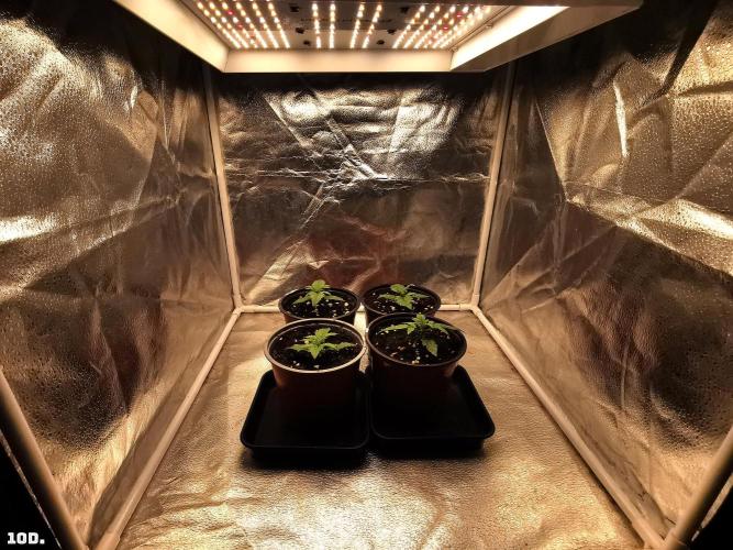 AUTO MilkyWay ROYALQUEENS. Week 2 - 10D