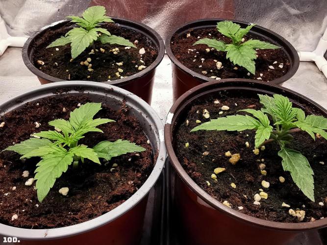 AUTO MilkyWay ROYALQUEENS. Week 2 - 10D
