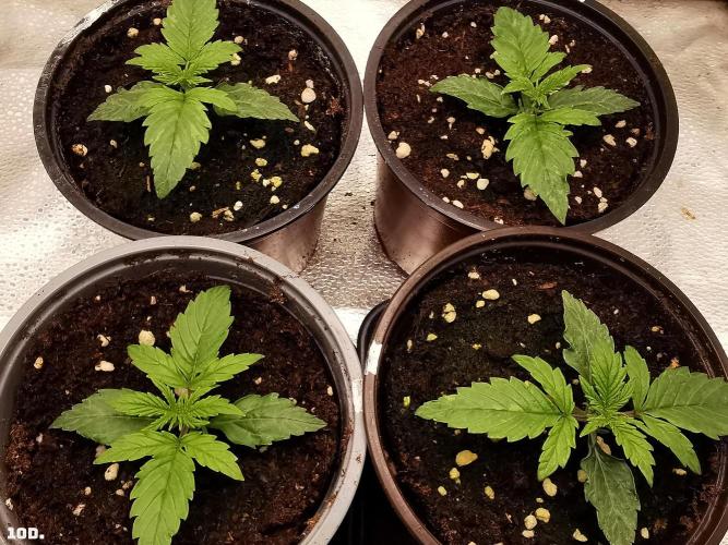 AUTO MilkyWay ROYALQUEENS. Week 2 - 10D
