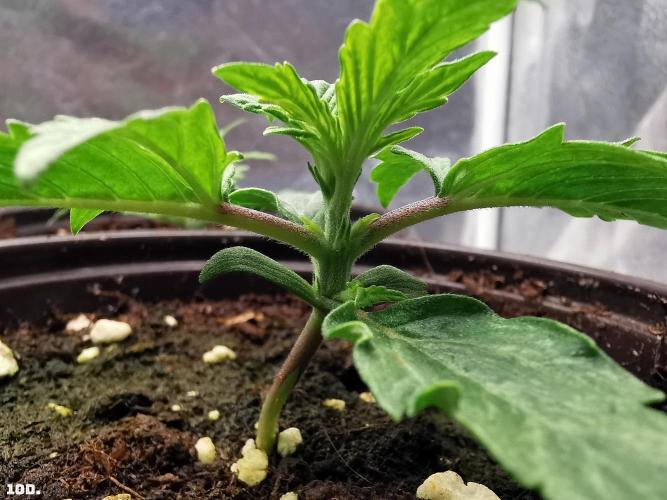 AUTO MilkyWay ROYALQUEENS. Week 2 - 10D