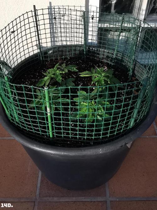 AUTO MilkyWay ROYALQUEENS. Week 2 - 14D
