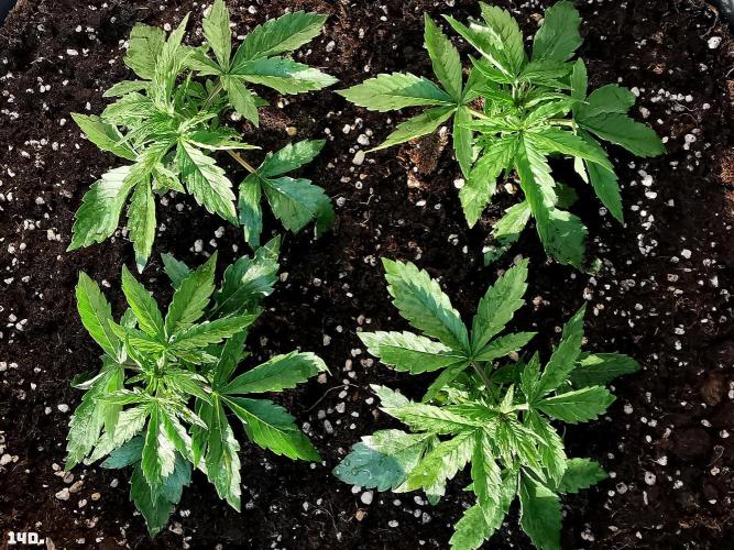 AUTO MilkyWay ROYALQUEENS. Week 2 - 14D