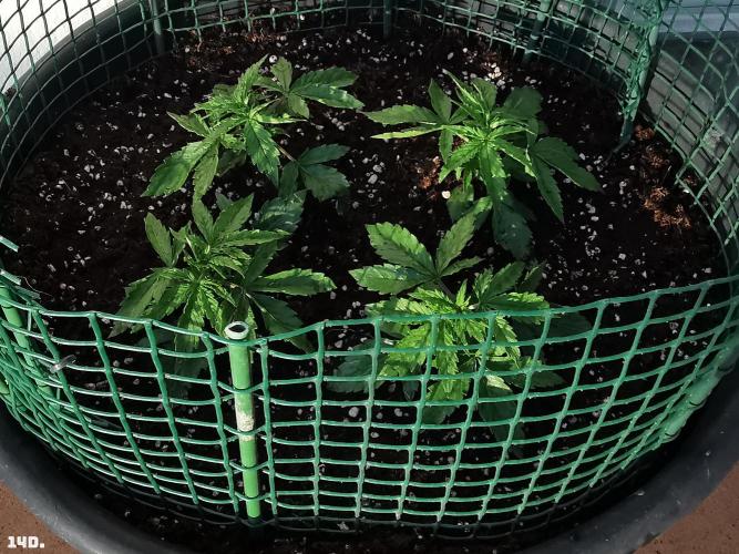 AUTO MilkyWay ROYALQUEENS. Week 2 - 14D