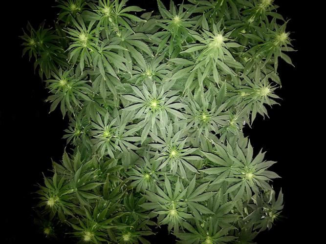 Sticky Broccoli ,Zamnesia.. Week 8 - 21D