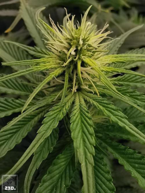 Sticky Broccoli ,Zamnesia.. Week 9 - 23d