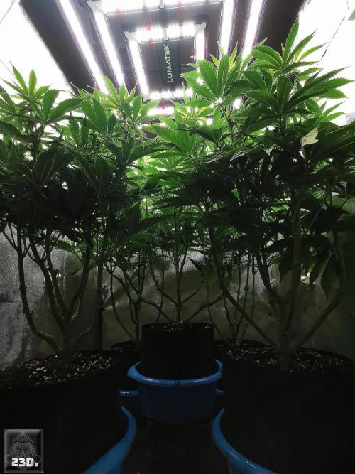 Sticky Broccoli ,Zamnesia.. Week 9 - 23d