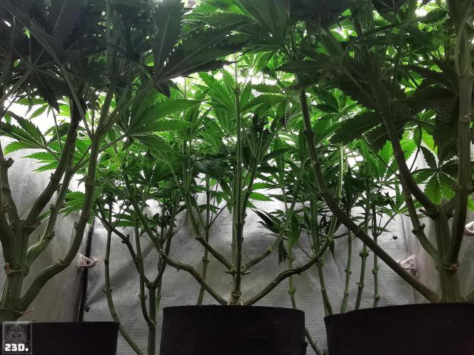 Sticky Broccoli ,Zamnesia.. Week 9 - 23d