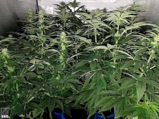 Sticky Broccoli ,Zamnesia.. Week 9 - 26d