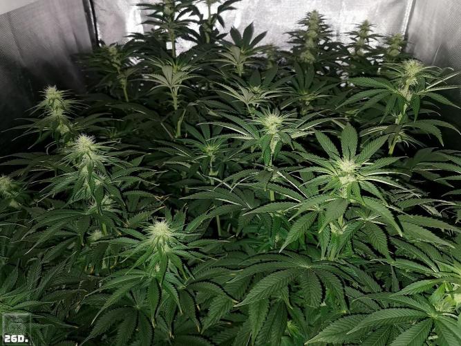 Sticky Broccoli ,Zamnesia.. Week 9 - 26d