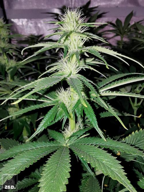 Sticky Broccoli ,Zamnesia.. Week 9 - 26d