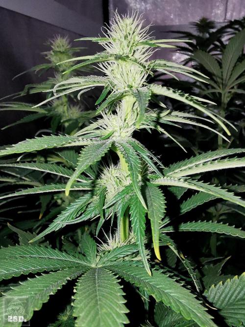 Sticky Broccoli ,Zamnesia.. Week 9
