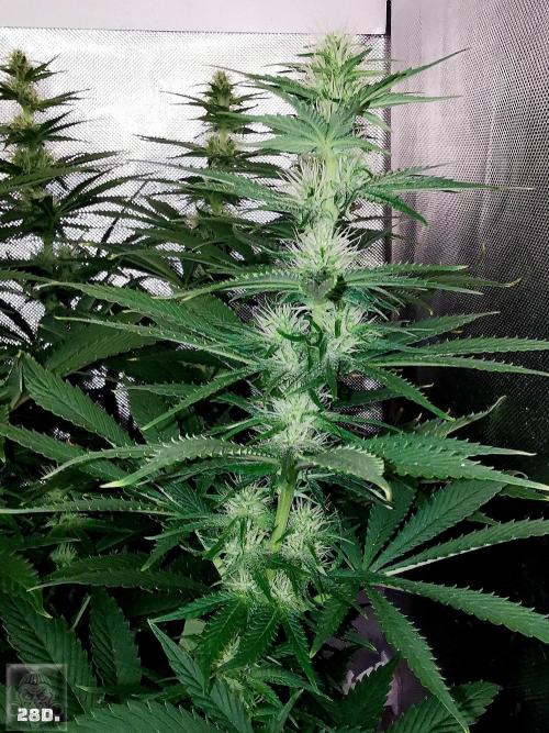 Sticky Broccoli ,Zamnesia.. Week 9 - 28d