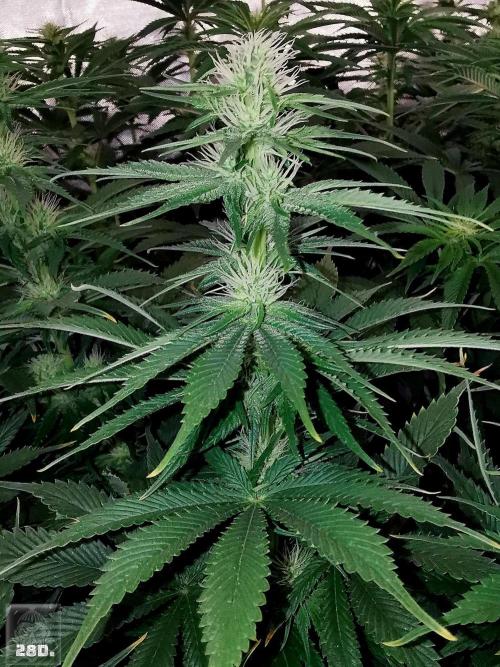 Sticky Broccoli ,Zamnesia.. Week 9 - 28d