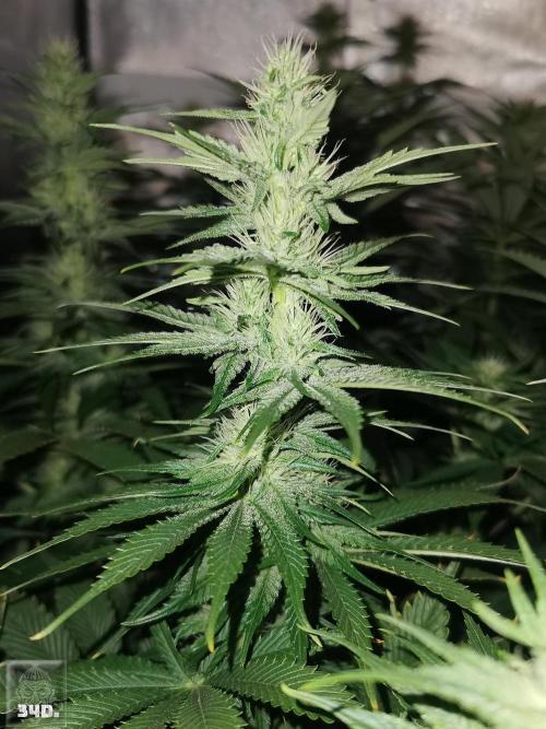 Sticky Broccoli ,Zamnesia.. Week 10