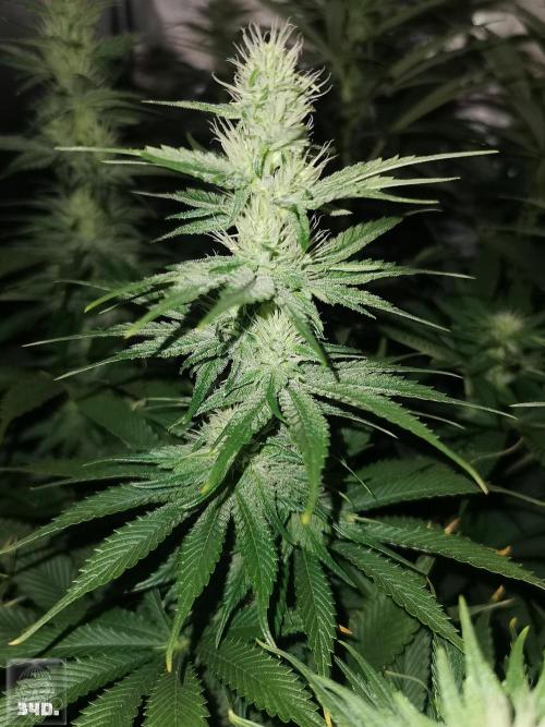 Sticky Broccoli ,Zamnesia.. Week 10