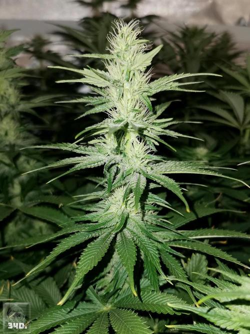 Sticky Broccoli ,Zamnesia.. Week 10