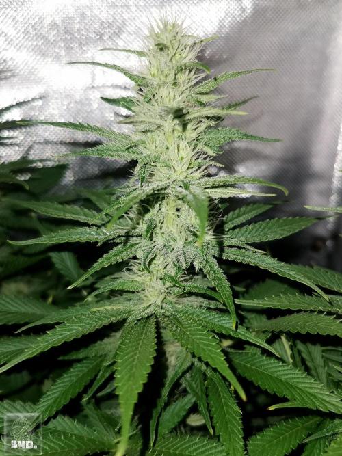 Sticky Broccoli ,Zamnesia.. Week 10