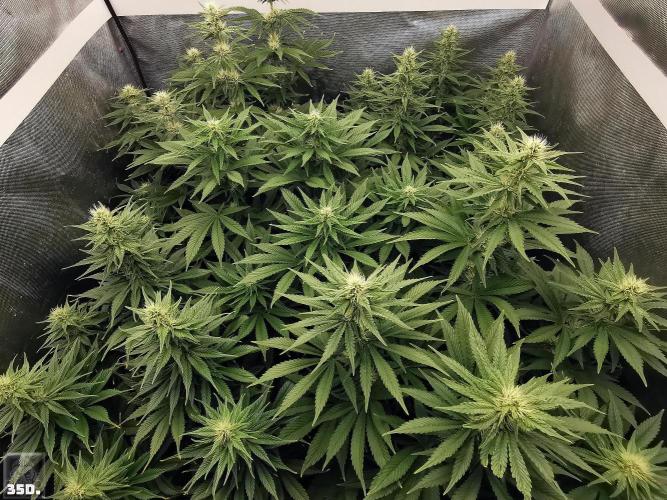Sticky Broccoli ,Zamnesia.. Week 10