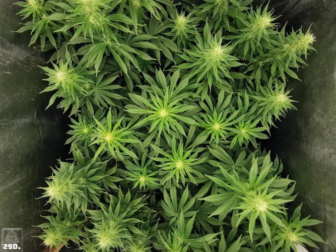 Sticky Broccoli ,Zamnesia.. Week 10