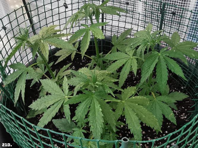 AUTO MilkyWay ROYALQUEENS. Week 3