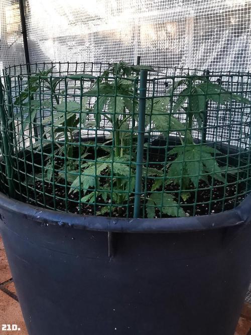 AUTO MilkyWay ROYALQUEENS. Week 3