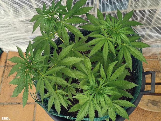 AUTO MilkyWay ROYALQUEENS. Week 4 - 26d