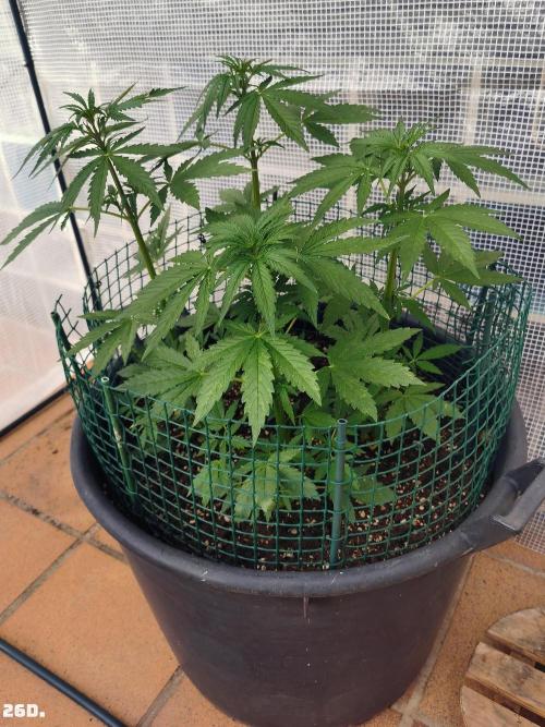 AUTO MilkyWay ROYALQUEENS. Week 4 - 26d